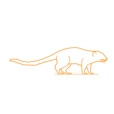 Animals Treeshrews Northern Treeshrew Svg Line Art, Free Vectors File
